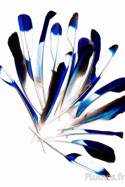 Hinduracke - 12-16 cm - blau-türkis natur